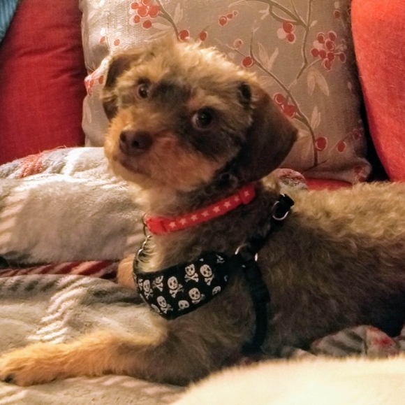 Boomer Brownie - Picture 1 of 1